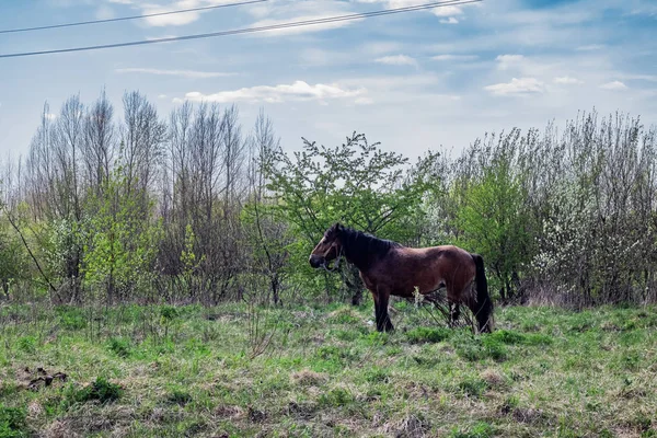 Коричневий Кінь Полі Біля Лісу Влітку — стокове фото