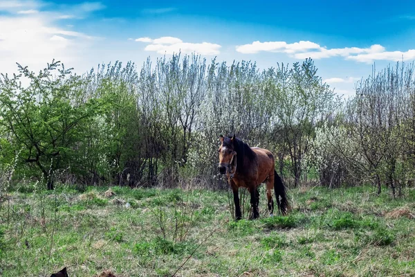 Коричневий Кінь Полі Біля Лісу Влітку — стокове фото