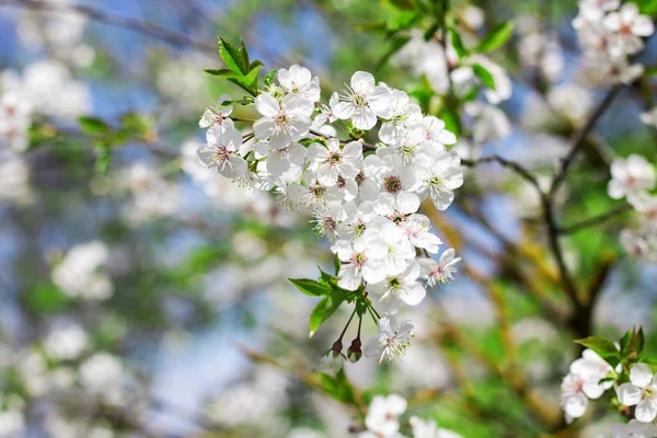 Fleurs Blanches Cerisier Contre Ciel Bleu — Photo