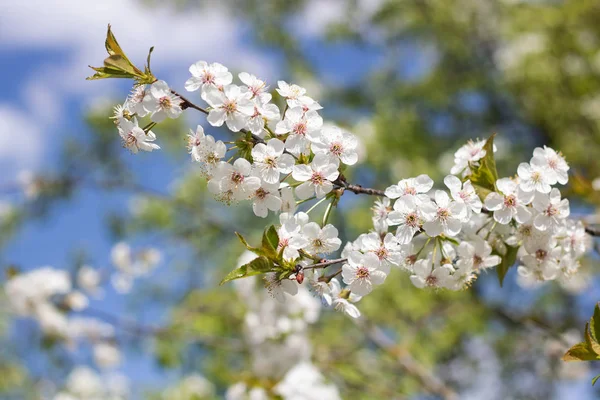 Fleurs Blanches Cerisier Contre Ciel Bleu — Photo