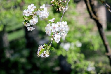 Mavi gökyüzüne karşı kiraz ağacının beyaz çiçekleri