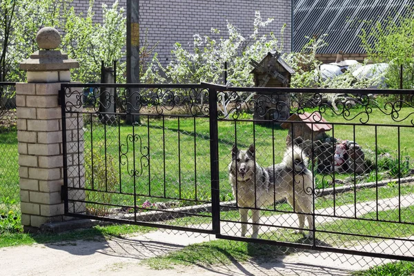 Gray big dog behind the fence in the garden, spring