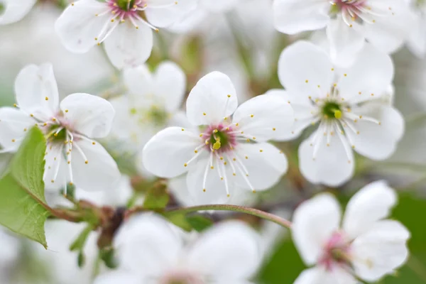 Fleurs Blanches Cerisier Sur Fond Bleu Ciel Macro Photo — Photo