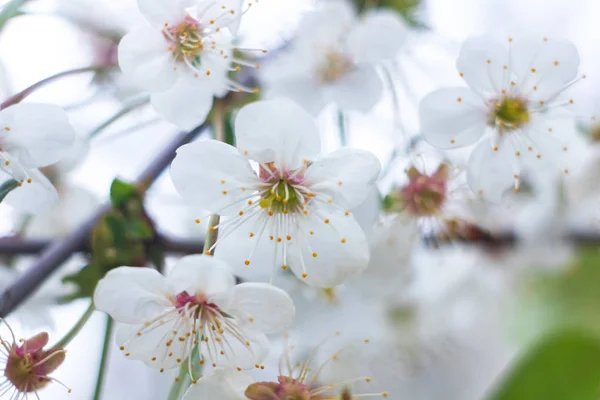 Fleurs Blanches Cerisier Sur Fond Bleu Ciel Macro Photo — Photo