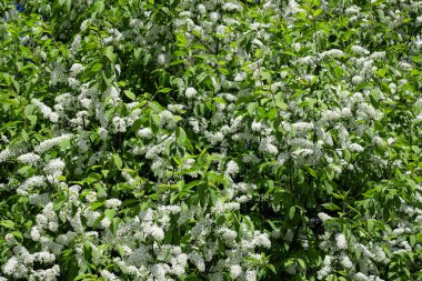 Kuş kiraz closeup, arka plan veya doku beyaz çiçekleri ile Dalları