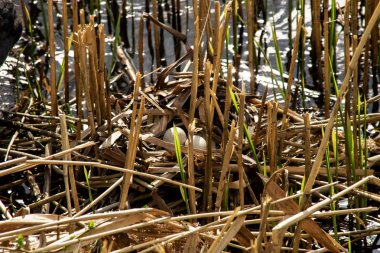 Suda yumurta ile ördek yuva ve saz lık yakın