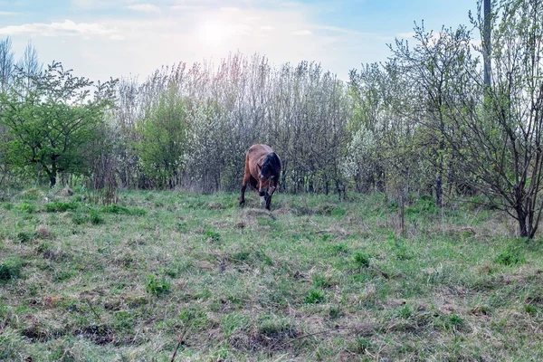 Коричневий Кінь Полі Біля Лісу Влітку — стокове фото