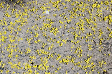 Asfalta dağılmış küçük sarı yapraklar yakın çekim, arka plan