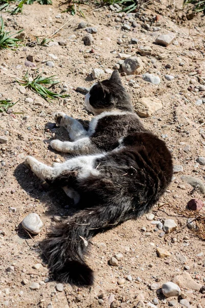 Zwarte Kat Liggend Het Zand Close Grappige Dieren — Stockfoto