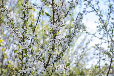 Mavi gökyüzüne karşı kiraz ağacının beyaz çiçekleri