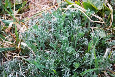 Yabani bir bitkinin keskin yeşil yaprakları yakın