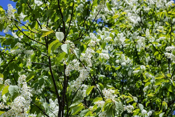 Branches avec fleurs blanches de cerisier d'oiseau gros plan — Photo
