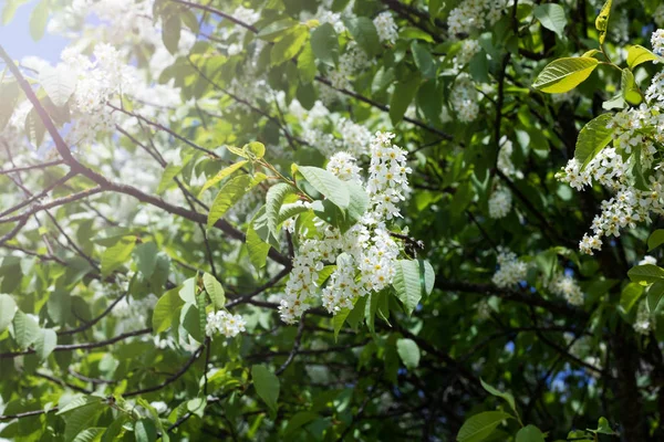 Branches avec fleurs blanches de cerisier d'oiseau gros plan — Photo