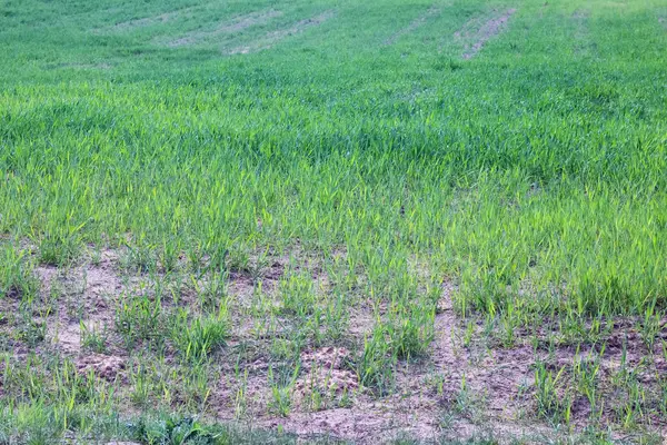 Un montón de hierba verde en el campo de cerca —  Fotos de Stock