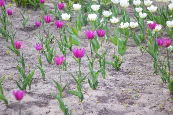 Rózsaszín és fehér tulipánok egy virágágyra közelről — Stock Fotó