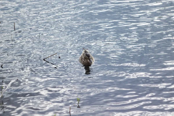 Утка плавает в воде — стоковое фото