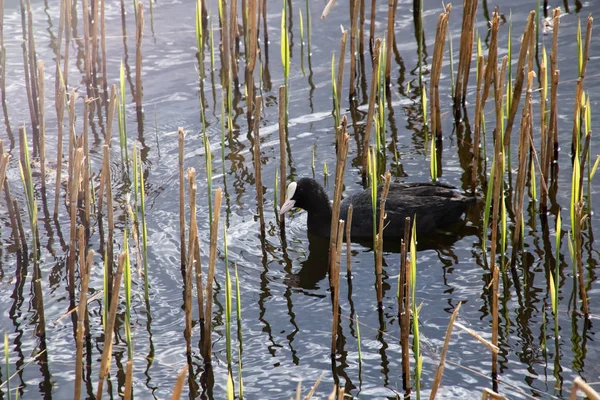 Un pato está nadando en el agua — Foto de Stock