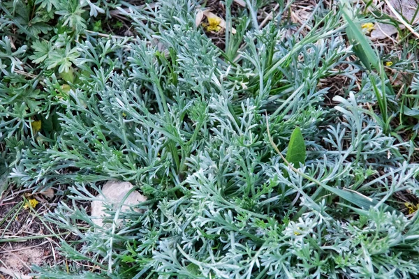 Scherpe groene bladeren van een wilde plant close-up — Stockfoto