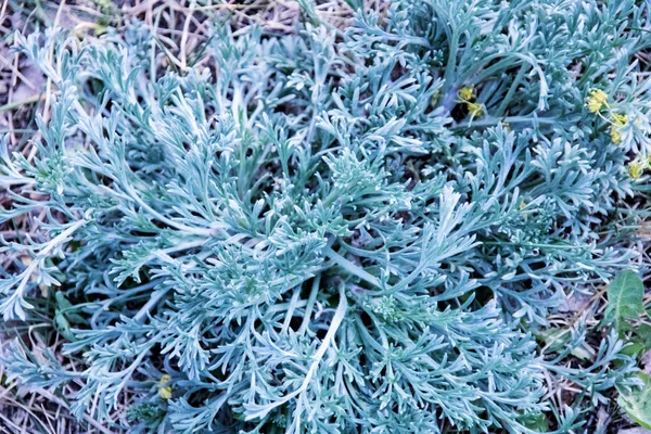 Sharp blue leaves of a wild plant close up — Stock Photo, Image