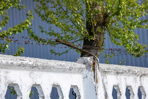 Szögesdrót Dróthálót Kerítésen Elhagyja Zöld Közelről — Stock Fotó