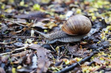 Sonbaharda sürünen salyangoz yakın, makro fotoğraf