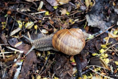 Sonbaharda sürünen salyangoz yakın, makro fotoğraf