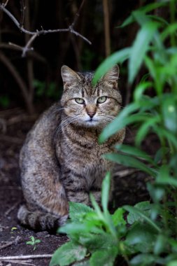 Gri kedi bir çalının yeşil yapraklarıarasında oturur, portreyi kapatır.
