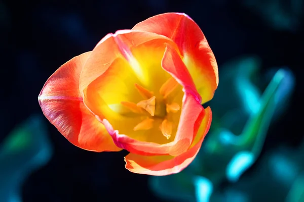 Gele Tulp Close Tegen Achtergrond Van Groen Bovenaanzicht — Stockfoto