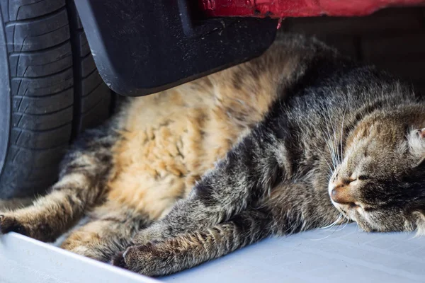 Grijze Cyperse Kat Slapen Onder Het Stuur Van Een Auto — Stockfoto