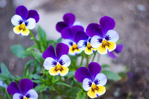 Small Purple Garden Flowers Close Macro Photo Copy Space — Stock Photo, Image