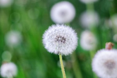 Yeşil arka planda beyaz tüylü karahindiba çiçeği. Yakın plan.
