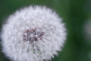 Yeşil arka planda beyaz tüylü karahindiba çiçeği. Yakın plan.
