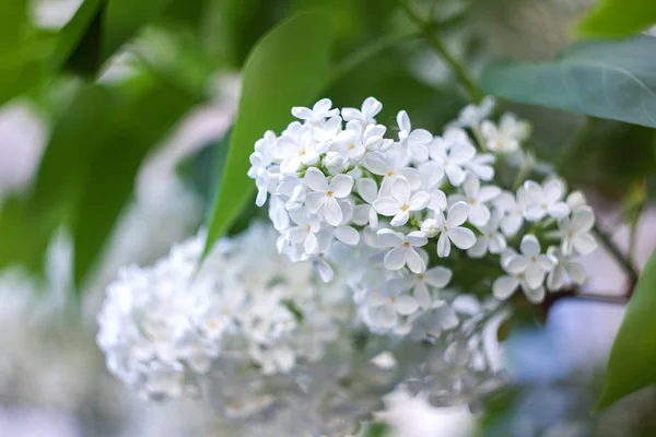 Fleurs Blanches Cerisier Oiseau Avec Des Feuilles Vertes Sur Une — Photo