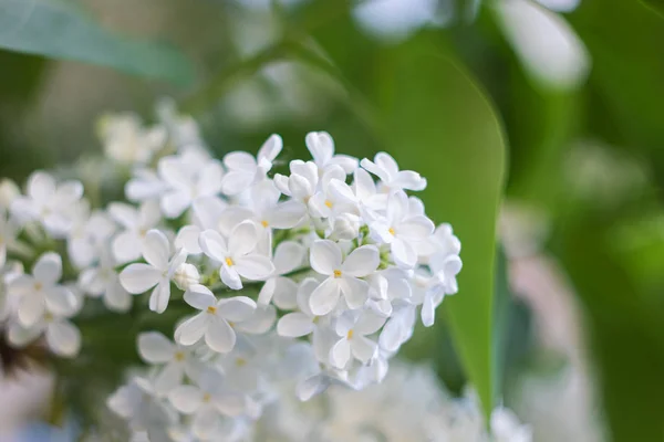 White flowers of bird cherry with green leaves on a branch close up