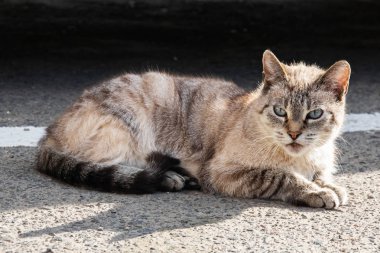 Asfaltta yatan mavi gözlü beyaz gri kedi, yaklaş.
