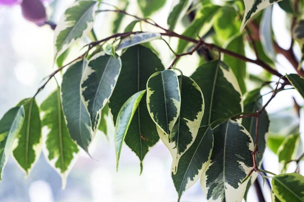 Острые Зеленые Листья Дикого Растения Крупным Планом Фон Текстура — стоковое фото