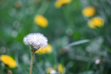 Beyaz tüylü karahindiba tarlada Çiçekler yakın