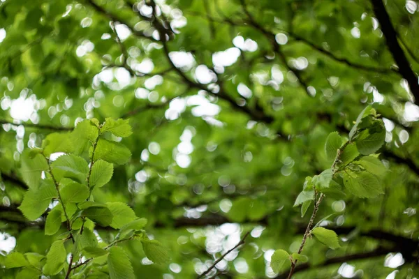 Ramitas Árbol Con Hojas Verdes Contra Cielo Azul Fondo — Foto de Stock