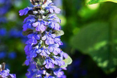 Bir dalda küçük mavi çiçekler yakın, kopyalama alanı