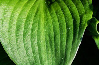 Bir bitkinin büyük yeşil yaprakları yakın, makro fotoğraf