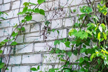 Tuğla duvarda yeşil yapraklı dallar kapatın