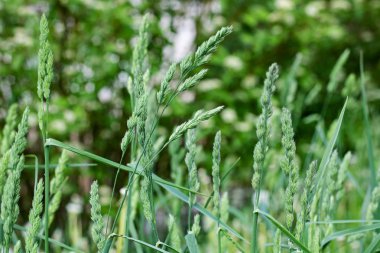 Yeşil çim bıçakları ormanın arka planına yakın, makro fotoğraf