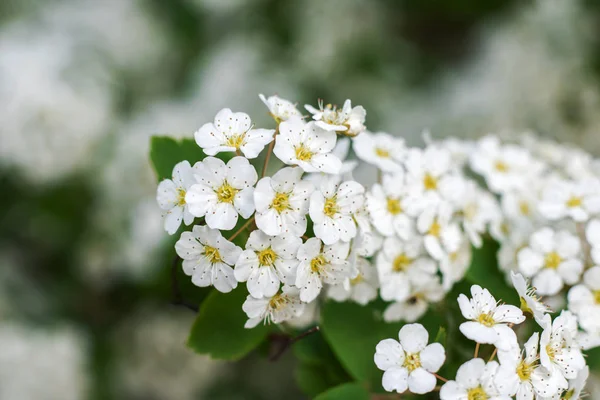 Маленькие Белые Цветы Ветке Крупным Планом Макрофото — стоковое фото