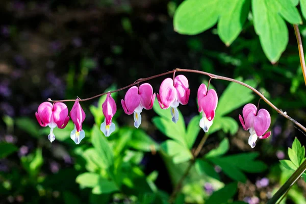 Giardino Fiori Rosa Forma Cuore Vicino Sul Ramo — Foto Stock