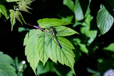 Büyük bir yusufçuk yakın bir bitkinin yeşil yaprak üzerinde oturur