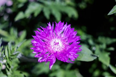 Çim arka plan üzerinde uzun yaprakları ile büyük pembe çiçek yakın