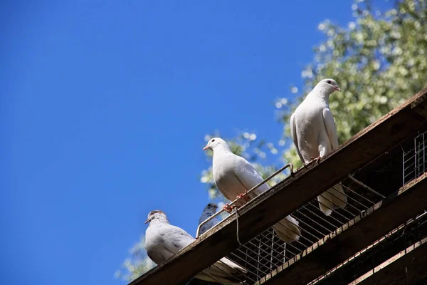 Three white pigeons sit on a wooden board on a blue sky background close up