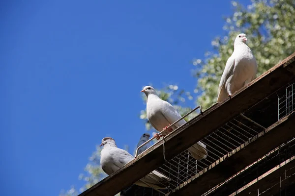 三只白鸽坐在蓝天背景上的木板上 — 图库照片