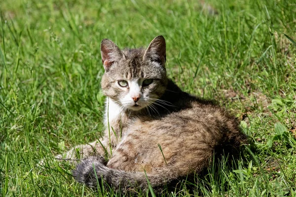 Gray Striped Cat Lies Green Grass Close — Stock Photo, Image