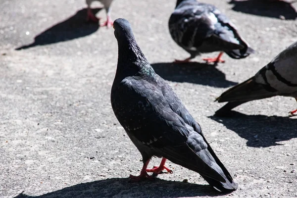 Beaucoup de pigeons gris et bleus sur le trottoir — Photo